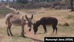 Nekuda kwekufa kwemombe mudunhu reHurungwe, mutengo wemombe unonzi wadzika zvakanyanya kudarika mutengo wemadhongi.
