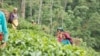 Indian Proposal Threatens Nepal's $61 Million Tea Industry