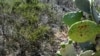 Iconic Desert Plant Could Hold Secret to Clean Water