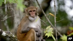 Los científicos hicieron sus estudios de la vacuna en monos Rhesus, que reaccionan a una infección de tuberculosis en forma muy parecida a los humanos.