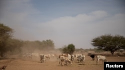 FILE-Cattle affected by the effects of the drought situation eat fodder in Adadle district, Biyolow Kebele in Somali region of Ethiopia.