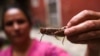 Las plagas de langostas han impactado otras regiones del mundo. Nepal, por ejemplo, ofrece a los agricultores recompensas en efectivo por la captura de dichas langostas que amenazan los cultivos.