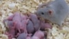 Lack of Gut Bacterium May Cause Autistic Behaviors