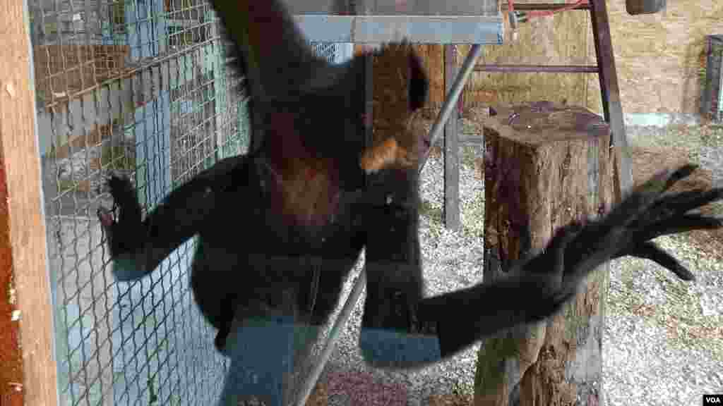 Sarajevo Zoo
