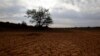 Camponeses no Namibe queixam-se do fracasso da campanha agrícola 2014
