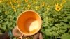 Climate Change Produces More Pollen, Longer Allergy Season