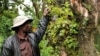 Uganda’s Batwa Return as Tour Guides