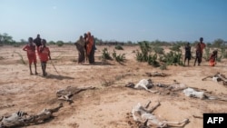 FILE - People stand next to the carcasses of dead sheep in the village of Hargududo, 80 kilometers from the city of Gode, Ethiopia, April 07, 2022. 