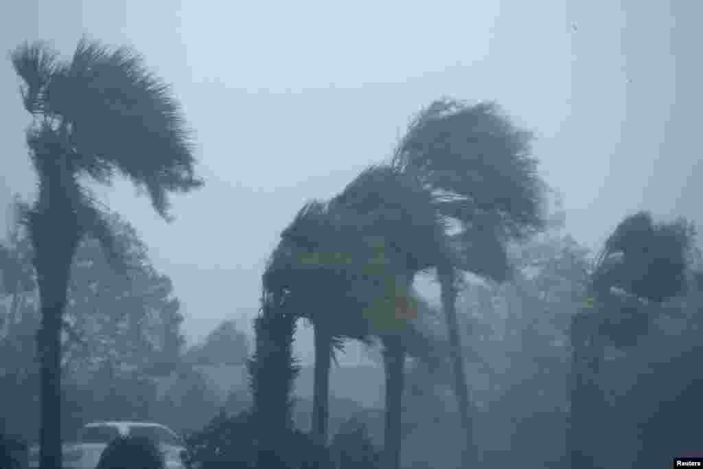 Palm trees bend during Hurricane Michael in Panama City Beach, Fla., Oct. 10, 2018.