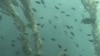 Environmental Writer Blames Humans for Dying Oceans