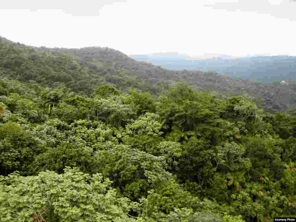 Hutan tropis di pegunungan merupakan lapisan rumit dari zat-zat kimia yang berbeda-beda yang berevolusi seiring waktu untuk membantu mereka beradaptasi dengan kondisi-kondisi geologi, penggunaan lahan dan hama. (Greg Asner)