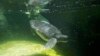 Tortugas verdes fuera de peligro de extinción