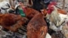 Epidémie de grippe aviaire dans le nord-est de la RDC