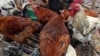Le Togo prend des mesures d'urgence pour lutter contre la grippe aviaire