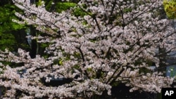 Cherry blossoms bloom March 31, 2021, in Tokyo.