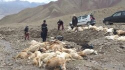 ལ་དྭགས་འདུད་གཅིག་བོད་མིའི་འབྲོག་པའི་ར་ལུག་ལ་ཁ་ཚ་བྱུང་།