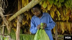 Un producteur ougandais de tabac (Photo H. Heuler/VOA News)