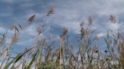 Researchers Find a Bright Side to Some Invasive Species