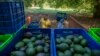 Route to Super Bowl Dangerous for Mexico's Avocado Haulers 