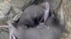 Creating Milk Alternatives for Animal Babies