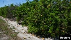 Abril 1, 2020 - Naranjas maduras o podridas debido a la falta de trabajadores para recoger la cosecha, en una granja de Lake Wales, Florida.