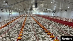 Bazi reCenters For Desease Control and Prevention rinoti munhu mumwe chete abatwa nechirwere cheBird Flu.
