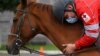 'Straight from the Horse's Mouth'