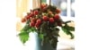 Small space? Small Container Growing! 