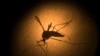 Dengue é uma doença  transmitida pelo mosquito