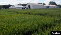 Test plots of hybrid wheat are grown at the research farm for the bio-technology company Syngenta near Junction City, Kansas, U.S. May 4, 2017. ( REUTERS/Dave Kaup)
