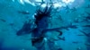 Sekuel ‘Avatar’ Kembali Puncaki Box Office di Minggu Kedua