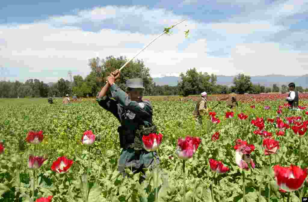 'Yan sandan kasar Afghanistan na ci gaba da lalata gonakin hodar iblisi domin kawo karshen miyagun kwayoyi a gabascin yankin Kabul dake kasar Afghanistan. 