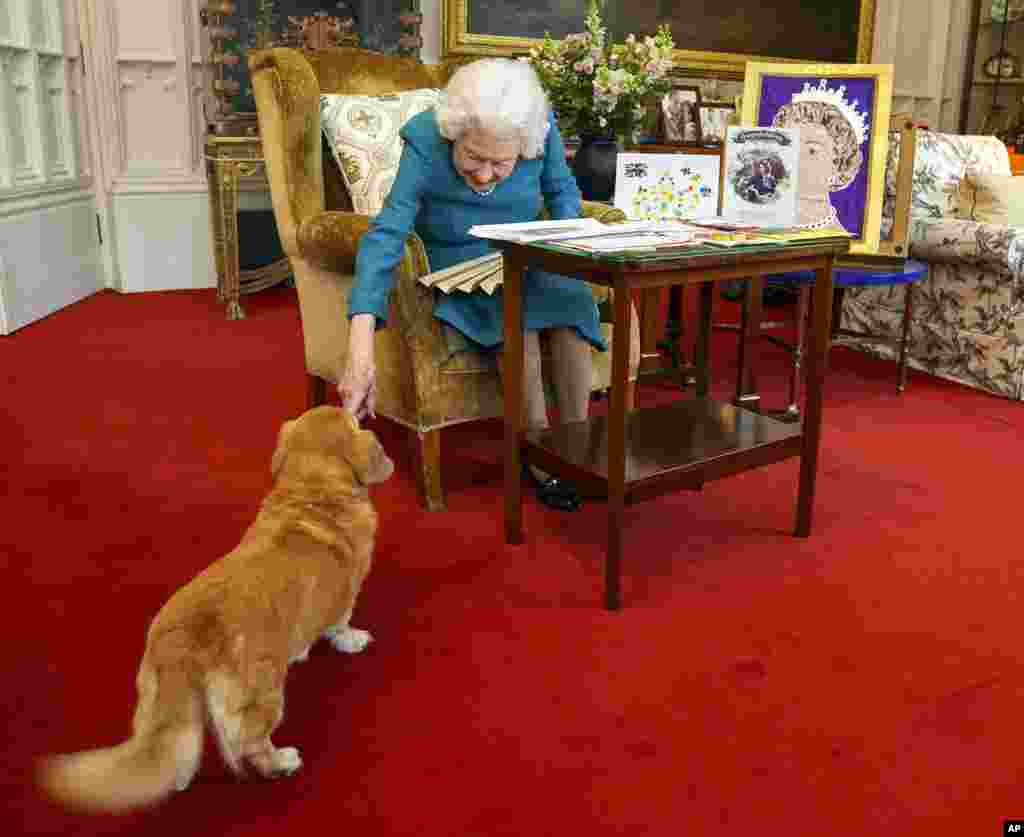 Ratu Elizabeth II dari Inggris, ditemani oleh salah satu anjingnya, melihat pajangan memorabilia dari "Golden dan Platinum Jubilees"-nya di Oak Room di Windsor Castle, Windsor, Inggris, dalam gambar yang dirilis 4 Februari 2022