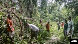 Warga dari wilayah Mahanoro, Madagaskar, tampak membereskan pohon-pohon yang tumbang akibat Topan Batsirai yang melanda wilayah tersebut, pada 6 Februari 2022. (Foto: AFP/Laure Verneau)