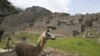 Llamas caminan dentro del sitio arqueológico vacío de Machu Picchu, sin turistas, mientras está cerrado en medio de la pandemia COVID-19, en el departamento de Cusco, Perú.