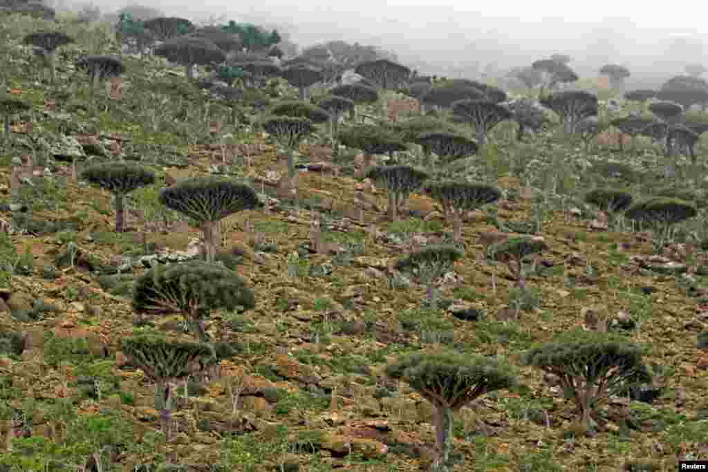 Pohon 'Darah Naga' yang dikenal secara lokal sebagai Dam al-Akhawain di pulau Socotra. Laut Arab, sekitar 380 km sebelah selatan Yaman.
