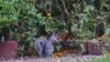 Squirrels Feast in Unattended White House Garden