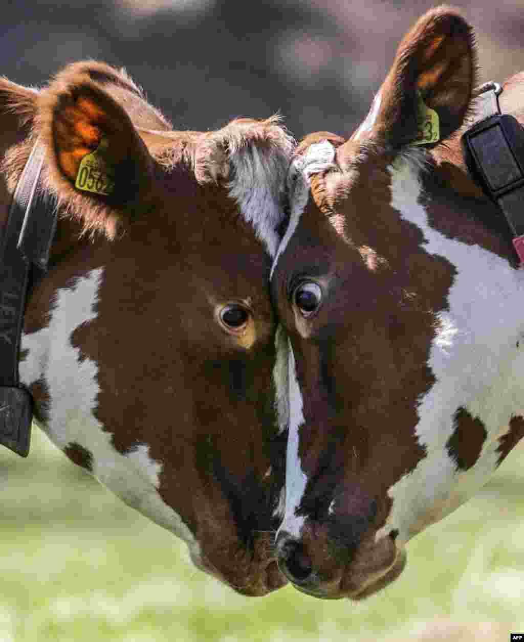 Dua ekor sapi saling adu moncong dalam upacara tradisional pelepasan sapi saat musim semi di kota Huddinge, Swedia.