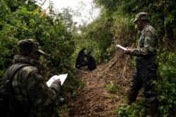 Gorilla trackers Emmanuel Bizagwira, right, and Safari Gabriel observe two gorillas from the Agasha group as they play in the Volcanoes National Park, Rwanda, Sept. 4, 2019.
