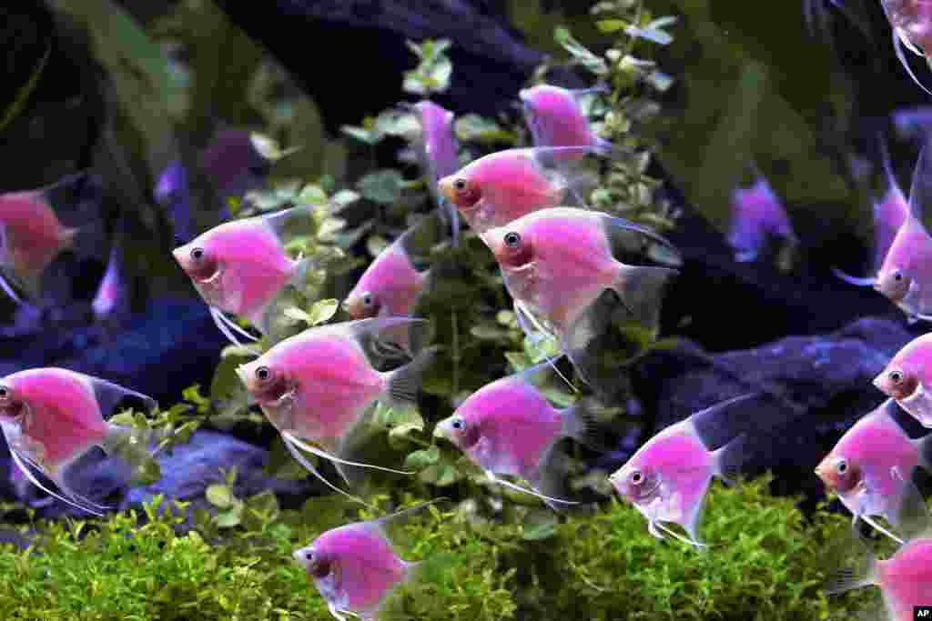 Ikan hias yang telah diubah warnanya melalui rekayasa genetika dengan warna merah muda (pink) dipamerkan selama pembukaan pameran Bio-Expo di Taipei, Taiwan.