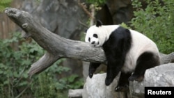 แพนด้า เหมย เซียง ขณะอยู่ที่สวนสัตว์แห่งชาติสมิธโซเนียน (Smithsonian National Zoo)