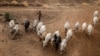 Kungiyar Matasan Fulani Ta Soki Matakin Hana Kiwo A Fili A Kudancin Najeriya