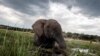 Un éléphant éclabousse au coucher du soleil dans les eaux de la rivière Chobe, dans le parc national du Botswana Chobe, dans le nord-est du pays, le 20 mars 2015.