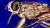 Breakthrough Energizes Hunt for Sleeping Sickness Cure