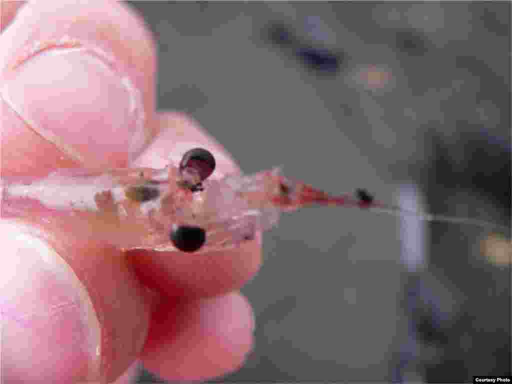 Krill, atau udang kecil, makanan penguin yang berkurang karena ditangkapi. 
