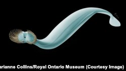Capinatator praetermissus was an ancient sea worm that ate smaller creatures like shrimp. Fossils of the worm were found in British Columbia.