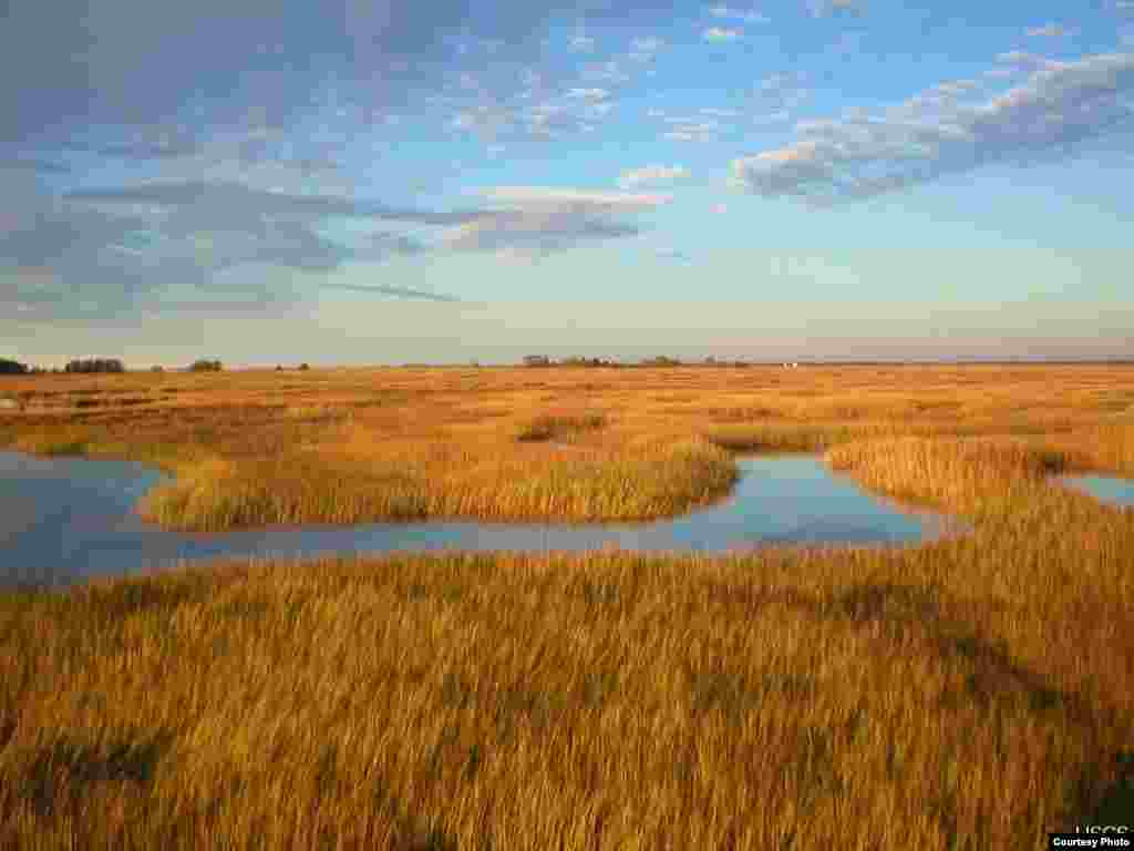 Scientists predict that marshes in the Plum Island Estuary in Massachusetts will submerge under a conservative sea-level rise scenario. (Matthew Kirwan/USGS)