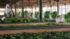 Trouble Brewing for Ugandan Tea Farmers