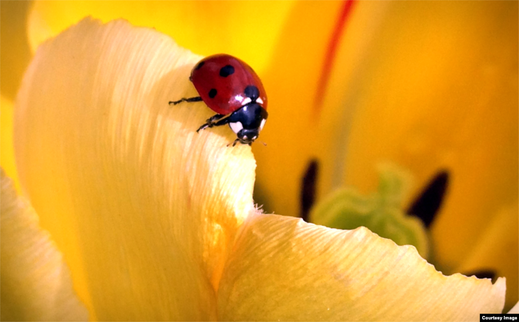 Ladybug, atau lady beatle, adalah bagian dari keluarga Coccinellidae dan dianggap serangga yang berguna. (Diaa Bekheet/VOA)