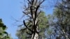 Spread by Trade and Climate, Bugs Butcher America's Forests